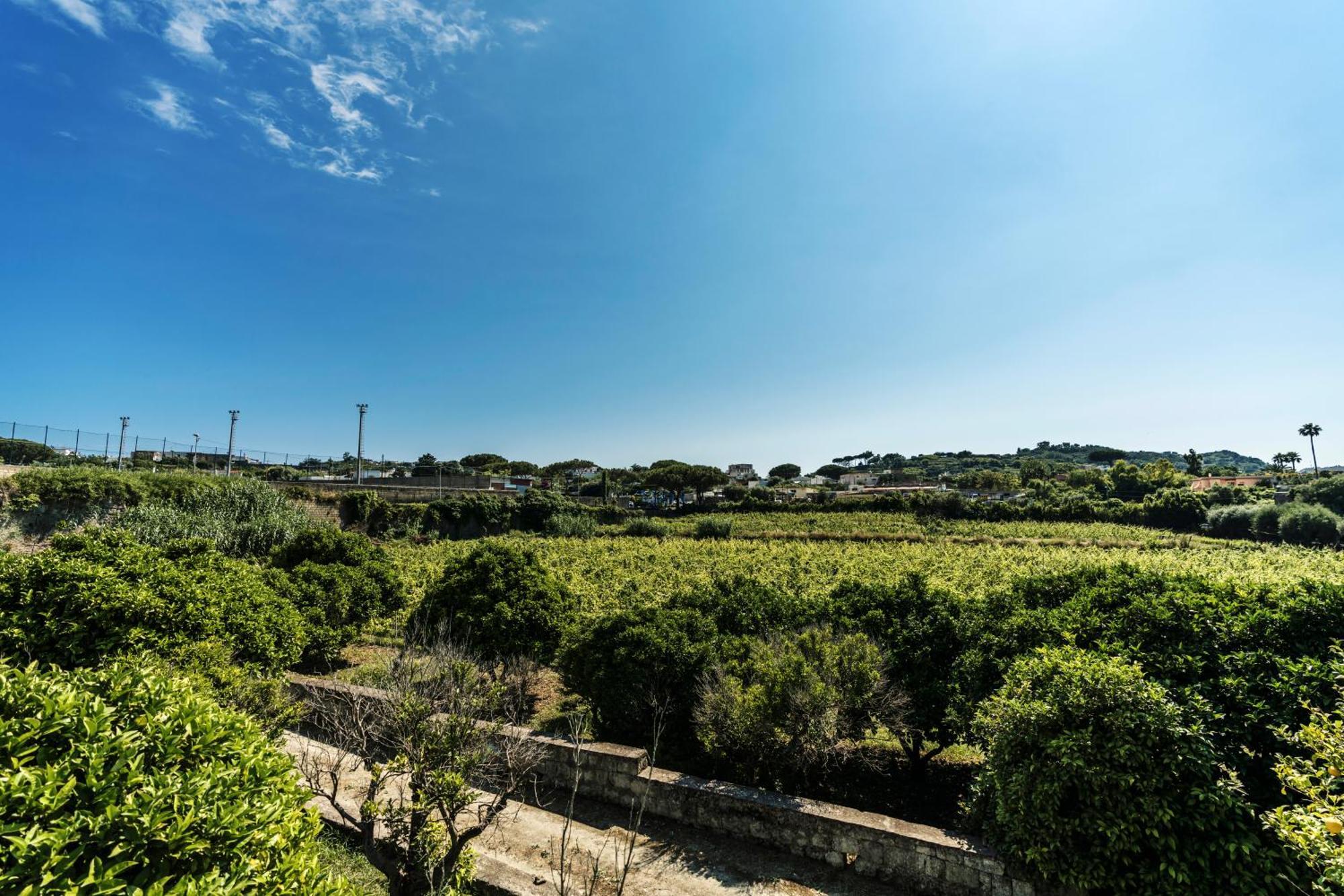 Tenuta Calitto Wine Resort E Spa Isquia Exterior foto